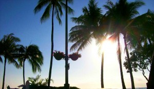waikpalms Waikiki Palm Trees