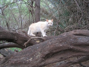 Hawaii Cats